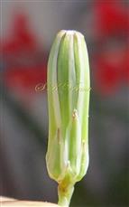  Involucre